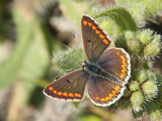 okgzl Esmer (Aricia agestis)