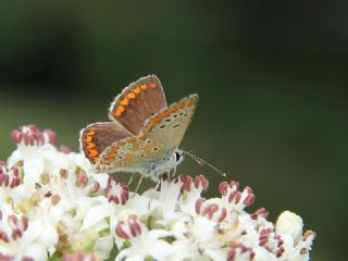 okgzl Esmer (Aricia agestis)