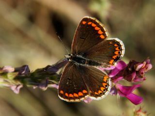 okgzl Esmer (Aricia agestis)