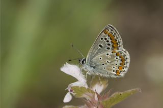 okgzl Esmer (Aricia agestis)