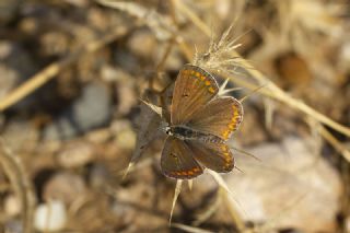 okgzl Esmer (Aricia agestis)
