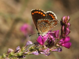 okgzl Esmer (Aricia agestis)