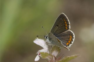 okgzl Esmer (Aricia agestis)