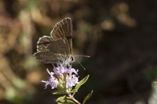 okgzl Orman Esmeri (Aricia artaxerxes)