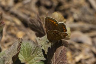 okgzl Orman Esmeri (Aricia artaxerxes)