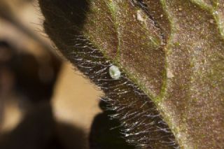 okgzl Orman Esmeri (Aricia artaxerxes)