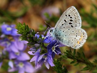 okgzl Mavi (Polyommatus icarus)