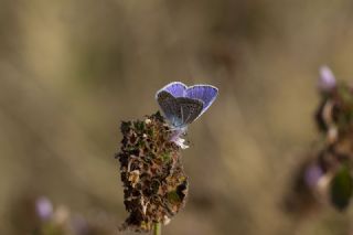 �okg�zl� Mavi&nbsp;(Polyommatus&nbsp;icarus)