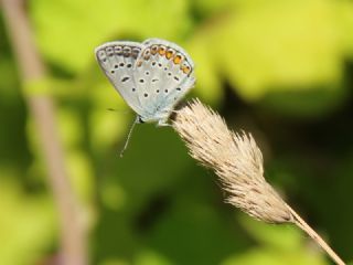 okgzl Mavi (Polyommatus icarus)