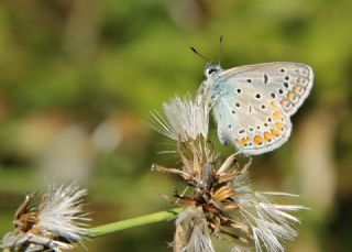 okgzl Mavi (Polyommatus icarus)