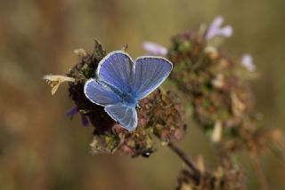 �okg�zl� Mavi&nbsp;(Polyommatus&nbsp;icarus)