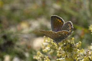 okgzl Mavi (Polyommatus icarus)