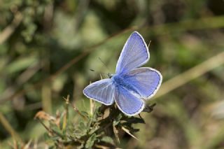 okgzl Mavi (Polyommatus icarus)