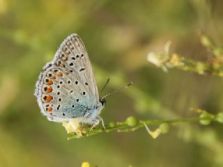 okgzl Mavi (Polyommatus icarus)