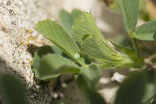 okgzl Mavi (Polyommatus icarus)