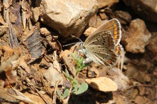 okgzl Mavi (Polyommatus icarus)