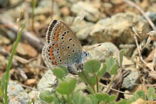 okgzl Mavi (Polyommatus icarus)