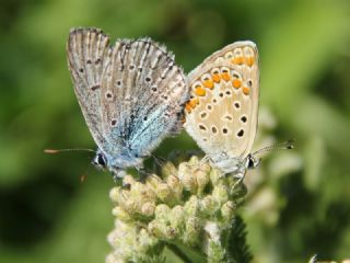 okgzl Mavi (Polyommatus icarus)