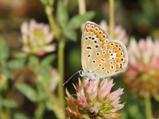 okgzl Mavi (Polyommatus icarus)