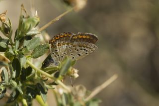 okgzl Mavi (Polyommatus icarus)