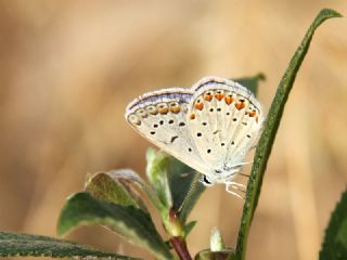 okgzl Mavi (Polyommatus icarus)