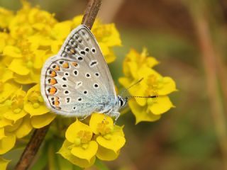 okgzl Mavi (Polyommatus icarus)