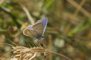 okgzl Mavi (Polyommatus icarus)