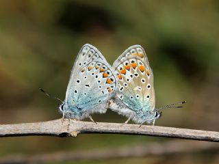 okgzl Mavi (Polyommatus icarus)