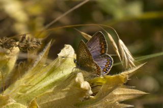 okgzl Mavi (Polyommatus icarus)
