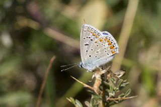 okgzl Mavi (Polyommatus icarus)