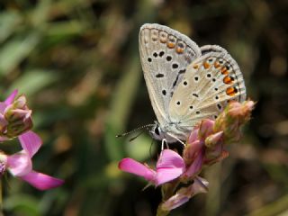 okgzl Mavi (Polyommatus icarus)