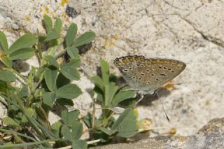 okgzl Mavi (Polyommatus icarus)