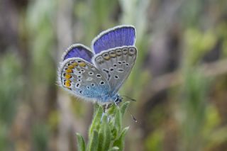 okgzl Mavi (Polyommatus icarus)