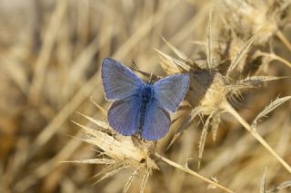 okgzl Mavi (Polyommatus icarus)