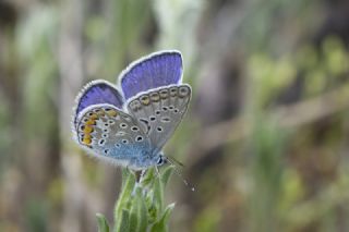 okgzl Mavi (Polyommatus icarus)