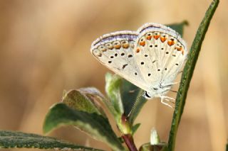 okgzl Mavi (Polyommatus icarus)