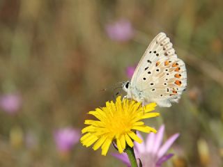 okgzl illimavi (Polyommatus coridon)