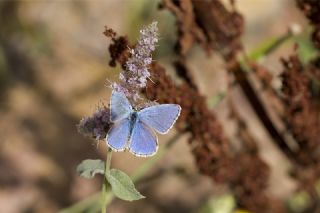 okgzl Gk Mavisi (Polyommatus bellargus)