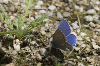 okgzl Gk Mavisi (Polyommatus bellargus)