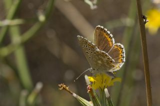 okgzl Gk Mavisi (Polyommatus bellargus)