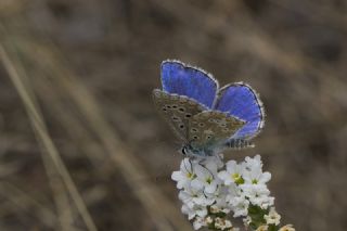 okgzl Gk Mavisi (Polyommatus bellargus)