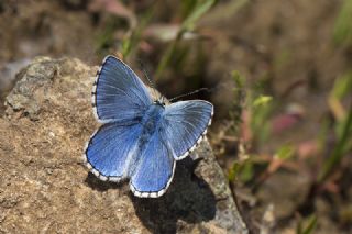 okgzl Gk Mavisi (Polyommatus bellargus)