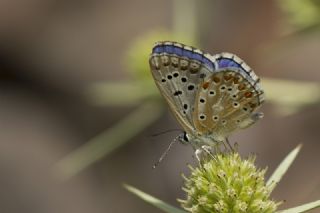 okgzl Gk Mavisi (Polyommatus bellargus)