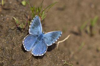 okgzl Gk Mavisi (Polyommatus bellargus)