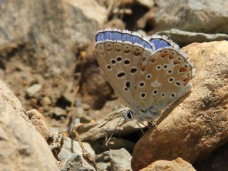 okgzl Gk Mavisi (Polyommatus bellargus)