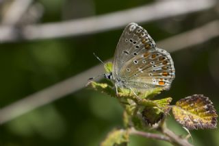 okgzl Gk Mavisi (Polyommatus bellargus)