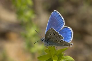 okgzl Gk Mavisi (Polyommatus bellargus)
