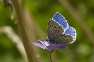 okgzl Gk Mavisi (Polyommatus bellargus)