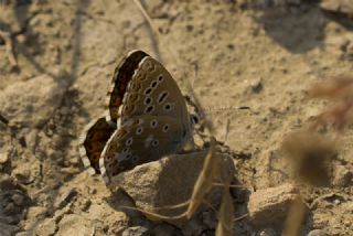 okgzl Gk Mavisi (Polyommatus bellargus)