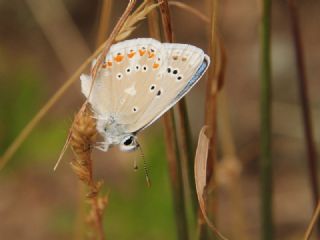 �okg�zl� Turkuvaz Mavisi&nbsp;(Polyommatus&nbsp;dorylas)